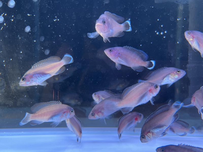 365英国上市公司(集团)官方网站-Global Platform