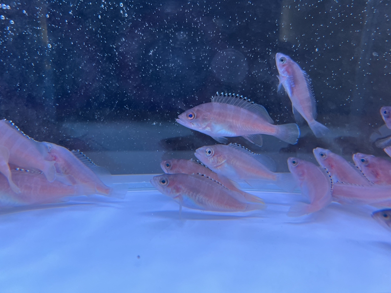 365英国上市公司(集团)官方网站-Global Platform