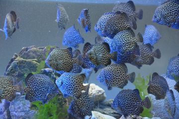 240514091933l76dz_360x240